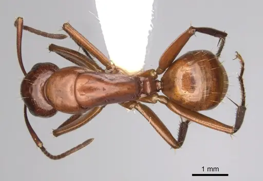 Camponotus schaefferi - CASENT0280020