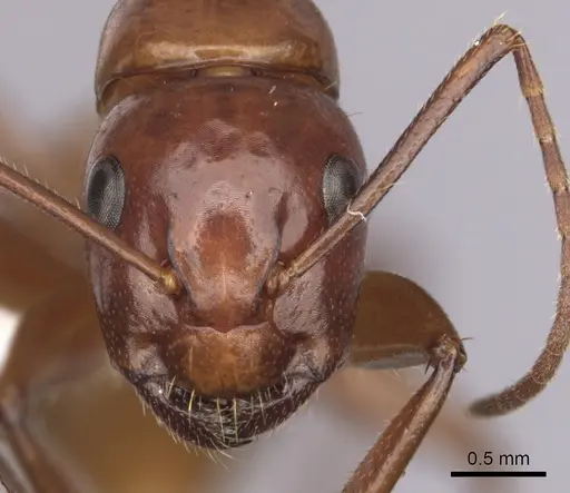 Camponotus schaefferi - CASENT0280020