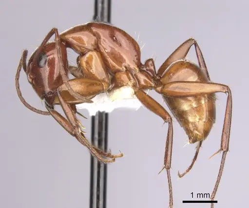 Camponotus schaefferi - CASENT0280020