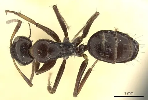 Camponotus schneei specimen