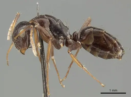 Camponotus schneei specimen