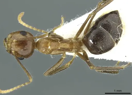 Camponotus schoedli specimen