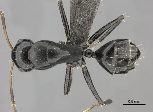 Camponotus schoutedeni specimen