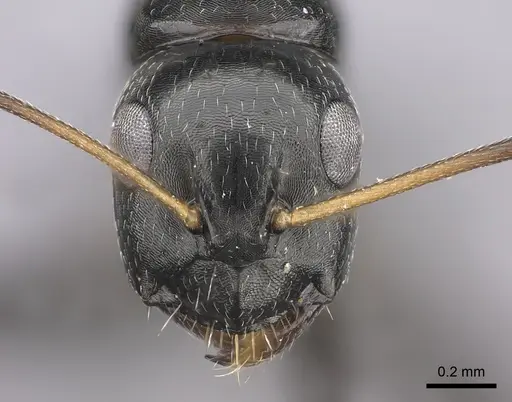 Camponotus schoutedeni specimen