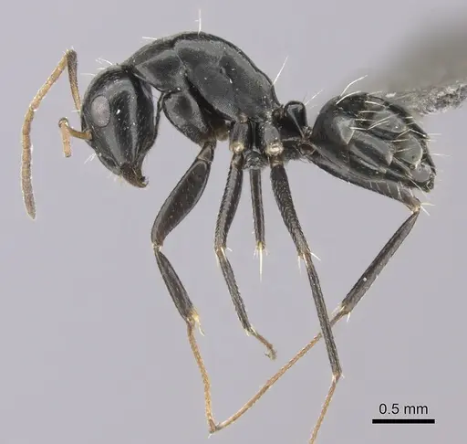 Camponotus schoutedeni specimen