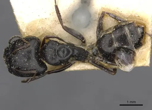 Camponotus schoutedeni - CASENT0910442