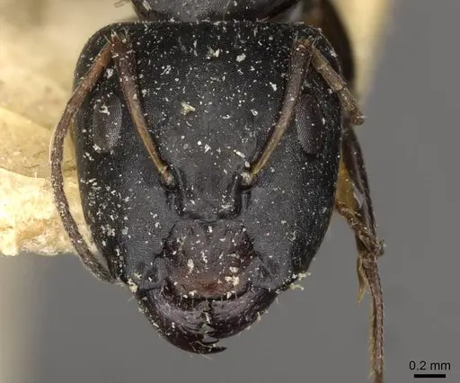 Camponotus schoutedeni - CASENT0910442