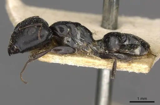 Camponotus schoutedeni - CASENT0910442