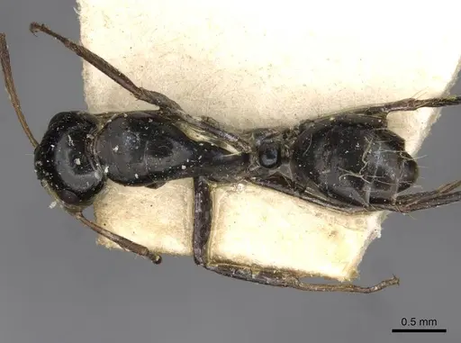 Camponotus schoutedeni - CASENT0910443