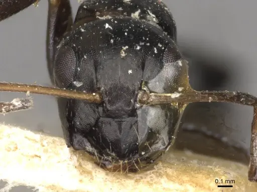 Camponotus schoutedeni - CASENT0910443