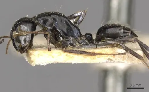 Camponotus schoutedeni - CASENT0910443