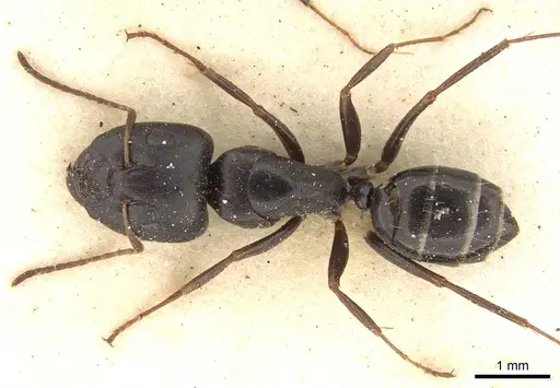 Camponotus schoutedeni - CASENT0914008