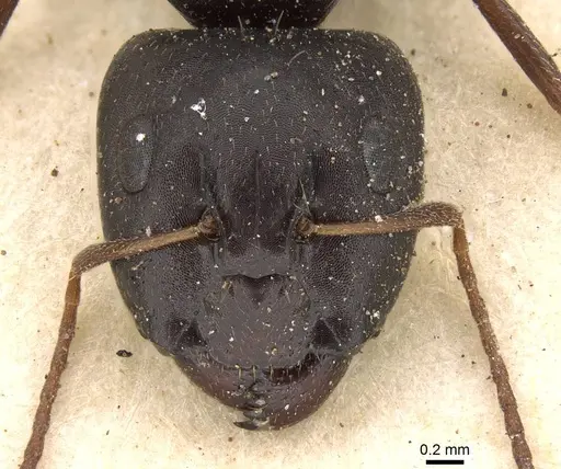 Camponotus schoutedeni - CASENT0914008