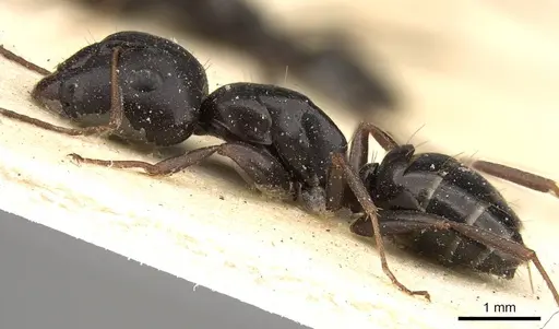Camponotus schoutedeni - CASENT0914008