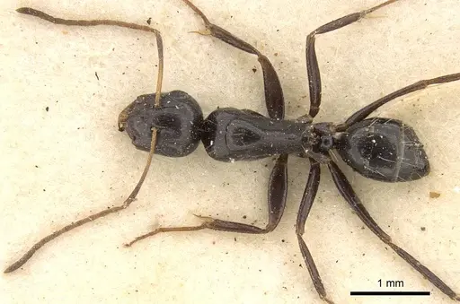 Camponotus schoutedeni - CASENT0914009