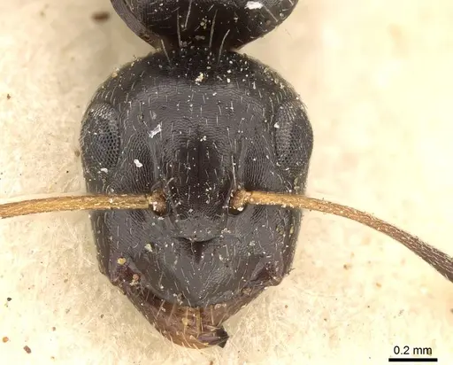 Camponotus schoutedeni - CASENT0914009