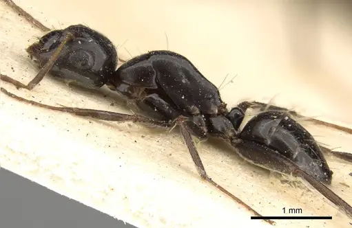 Camponotus schoutedeni - CASENT0914009