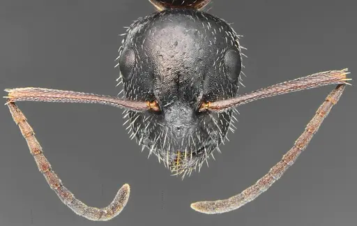 Camponotus schulzi specimen