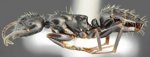 Camponotus schulzi specimen