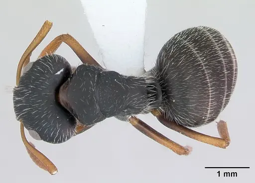 Camponotus scipio specimen