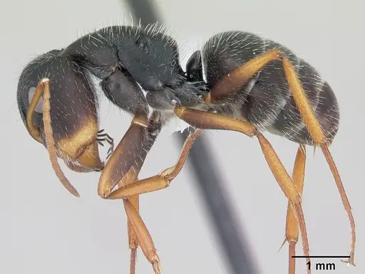 Camponotus scipio specimen