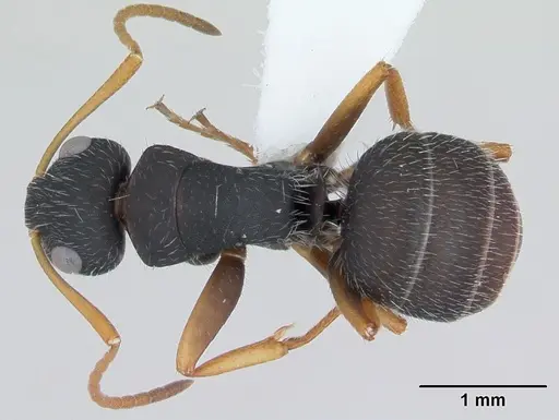 Camponotus scipio - CASENT0173449