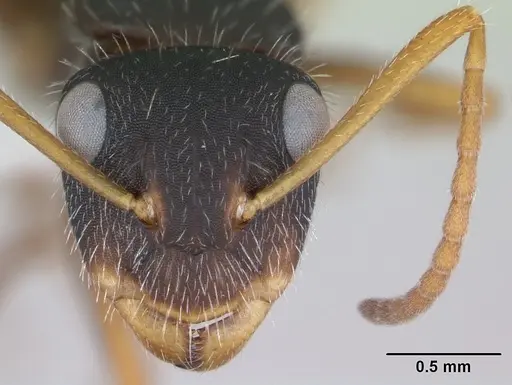 Camponotus scipio - CASENT0173449