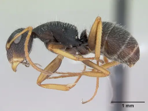 Camponotus scipio - CASENT0173449