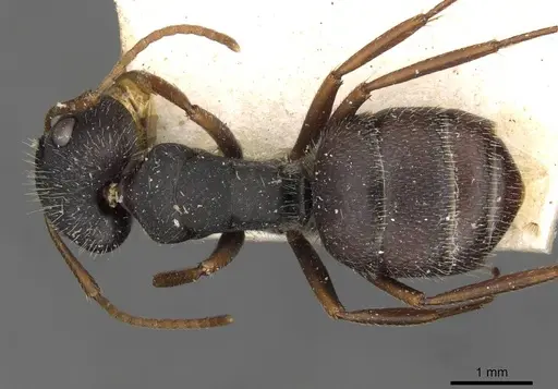 Camponotus scipio - CASENT0910715