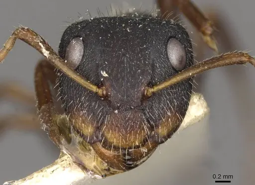 Camponotus scipio - CASENT0910715