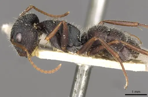 Camponotus scipio - CASENT0910715