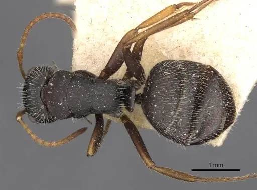 Camponotus scipio - CASENT0910716