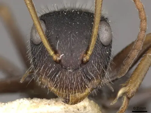 Camponotus scipio - CASENT0910716