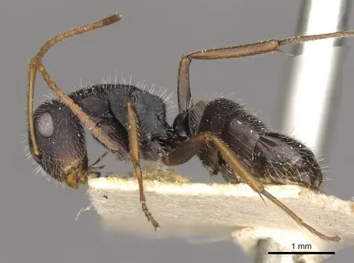 Camponotus scipio - CASENT0910716