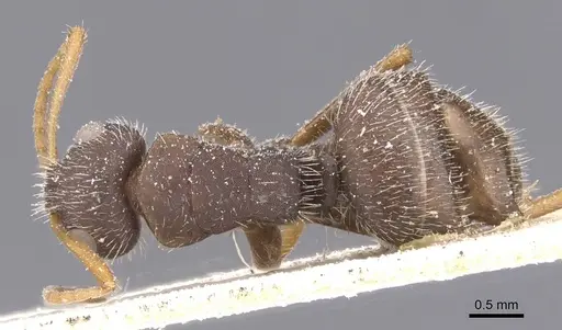 Camponotus scipio - CASENT0911742