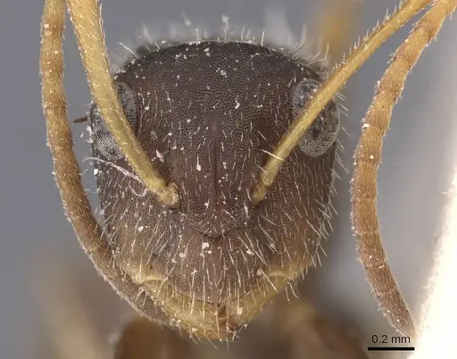 Camponotus scipio - CASENT0911742