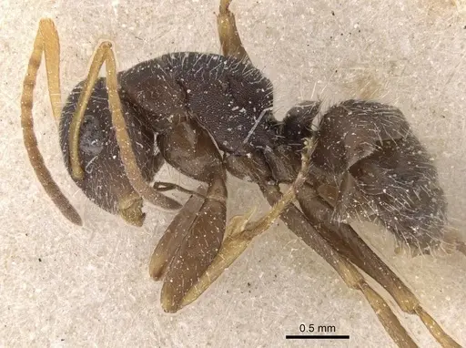 Camponotus scipio - CASENT0911742