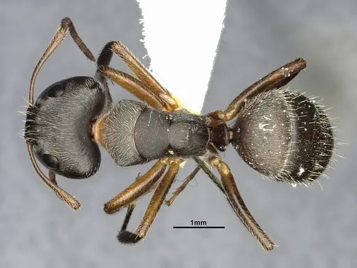 Camponotus scipio - CASENT4032248
