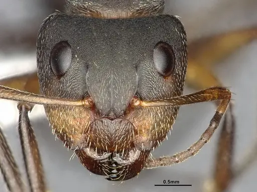Camponotus scipio - CASENT4032248