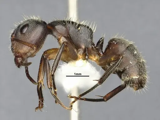 Camponotus scipio - CASENT4032248