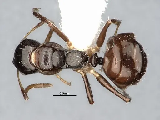 Camponotus scissus specimen