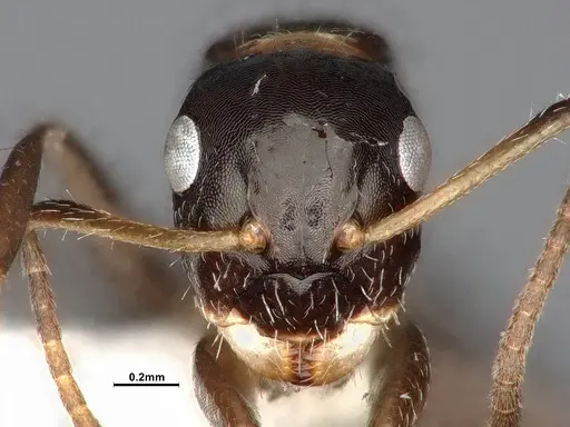 Camponotus scissus specimen