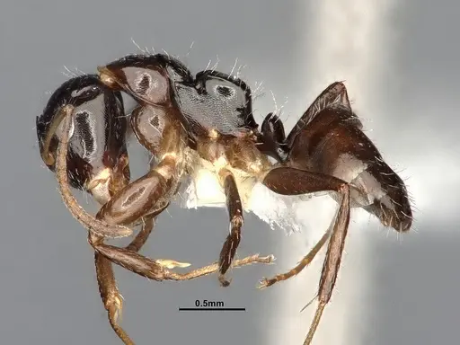 Camponotus scissus specimen