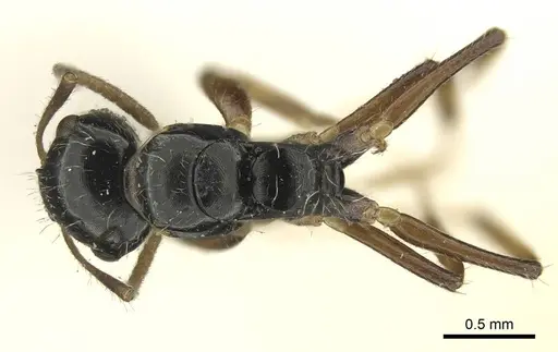 Camponotus scissus - CASENT0915802