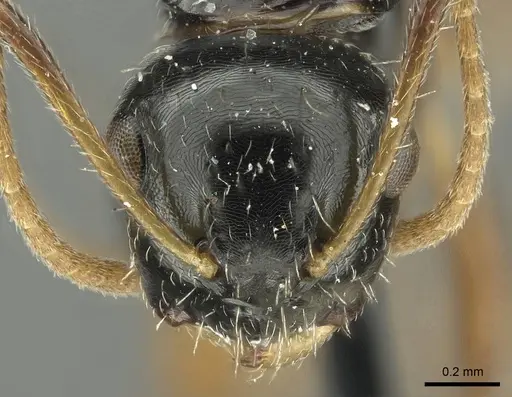 Camponotus scissus - CASENT0915802