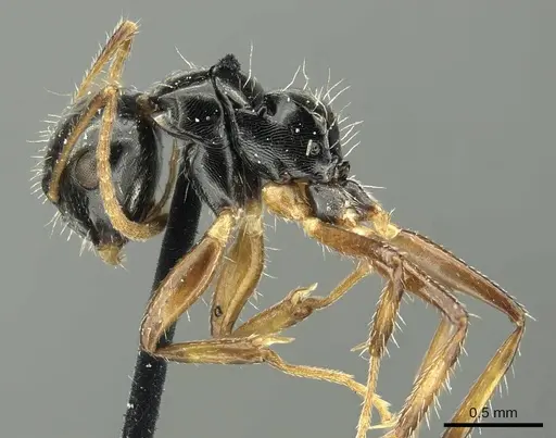 Camponotus scissus - CASENT0915802