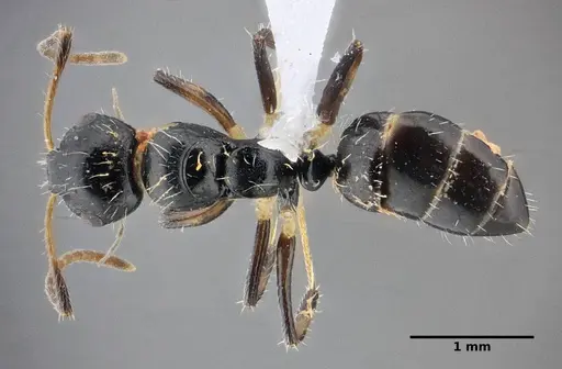 Camponotus scissus - UFV-LABECOL-000072