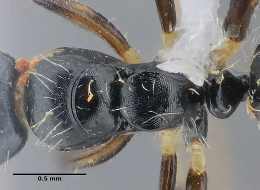 Camponotus scissus - UFV-LABECOL-000072