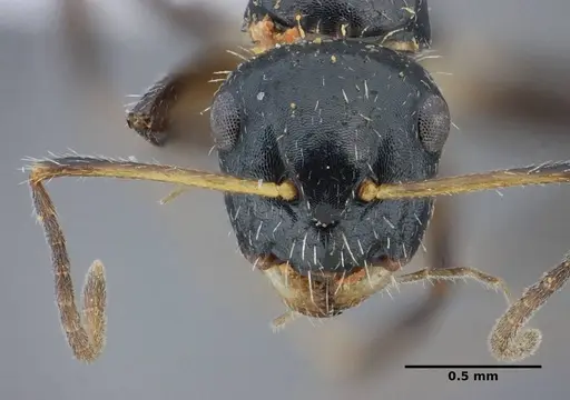 Camponotus scissus - UFV-LABECOL-000072