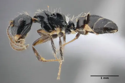 Camponotus scissus - UFV-LABECOL-000072